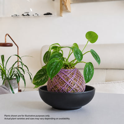 zen kokedama workshop Singapore mental wellness corporate team bonding plant terrarium make your own