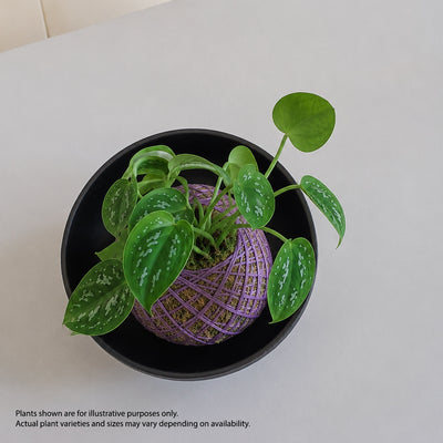 zen kokedama workshop Singapore mental wellness corporate team bonding plant terrarium make your own