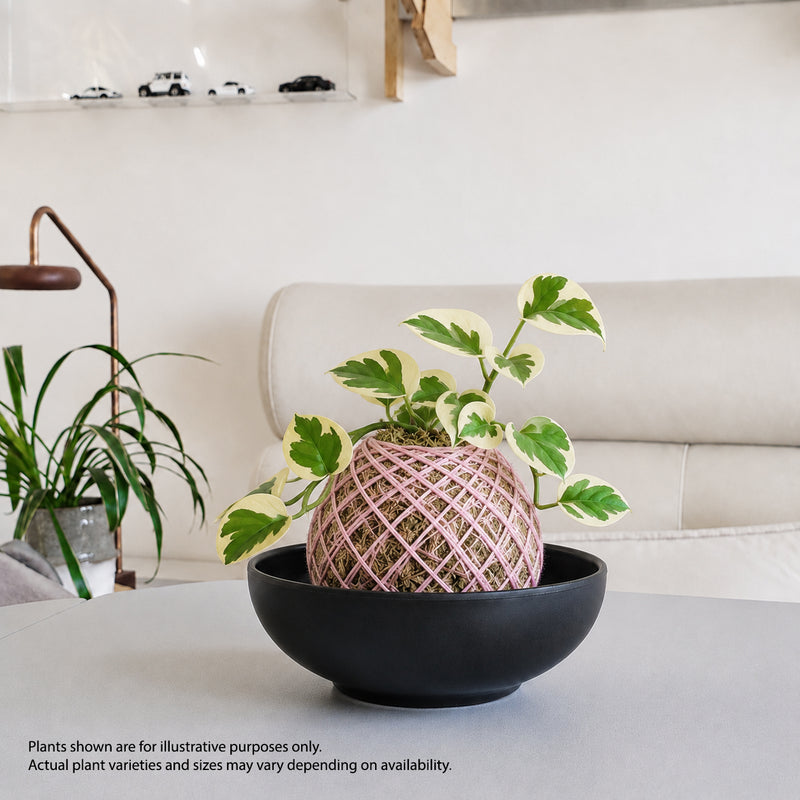 zen kokedama workshop Singapore mental wellness corporate team bonding plant terrarium make your own 