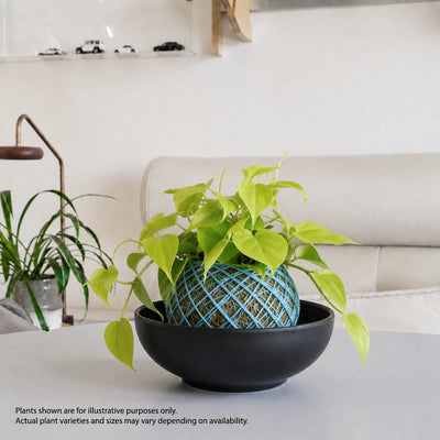 zen kokedama workshop Singapore mental wellness corporate team bonding plant terrarium make your own