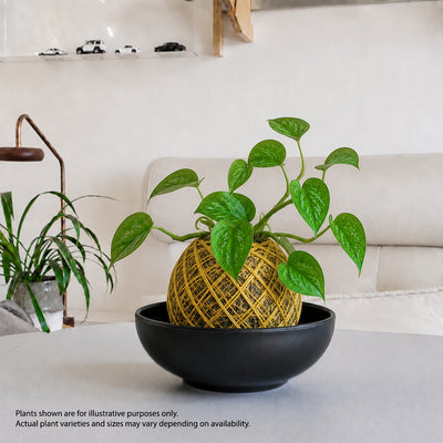 zen kokedama workshop Singapore mental wellness corporate team bonding plant terrarium make your own