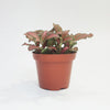 Fittonia red veins
