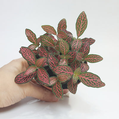 Fittonia red veins