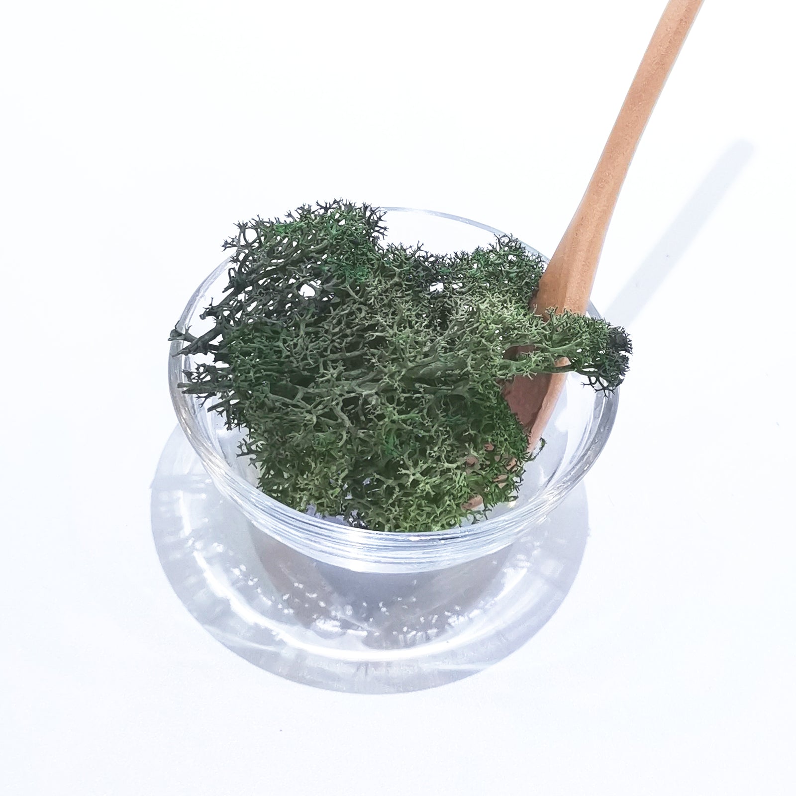 Dried Reindeer Moss (Green)