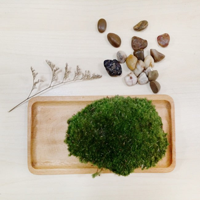 Terrarium basic materials singapore