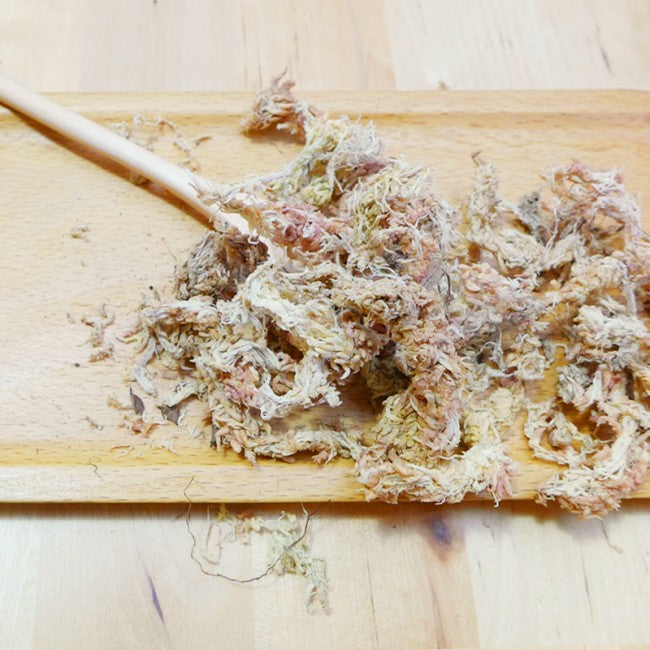 Terrarium basic materials singapore